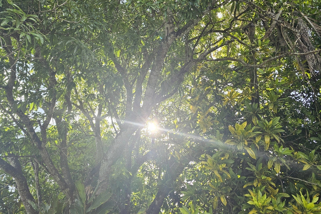 Photo of the morning sun coming through the trees (taken by Myshjua Murray, all rights reserved)